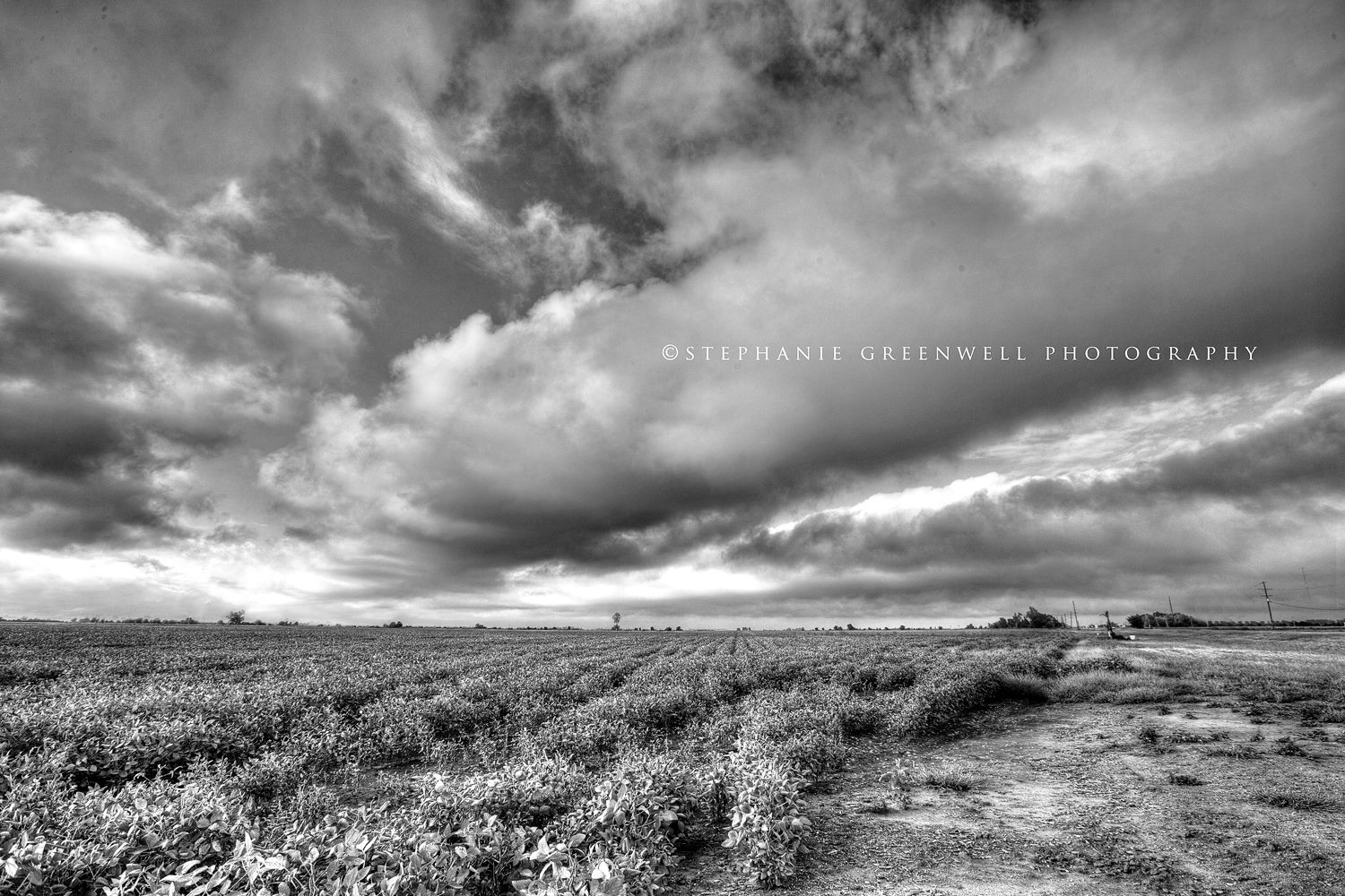 missouri farms thunderstorm clouds cotton field fine art stephanie greenwell photography