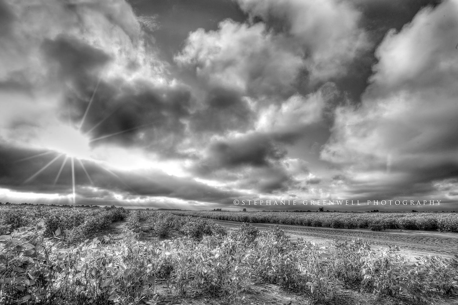 southeast missouri farms cotton field thunderstorm clouds sun ray flare stephanie greenwell photography