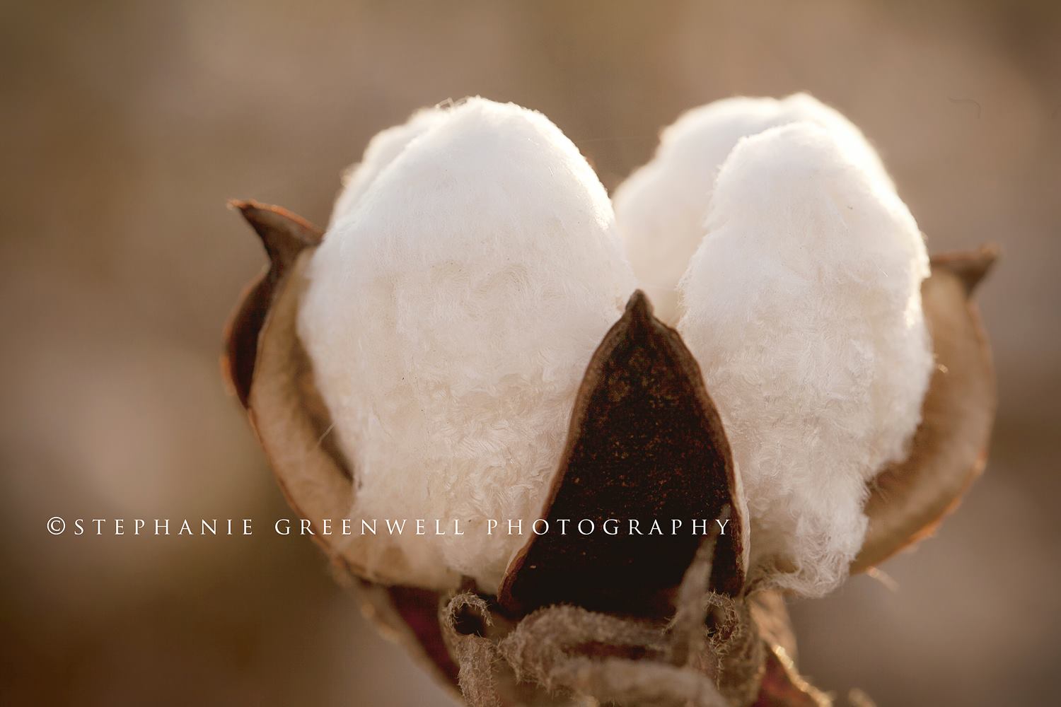 cotton field pemisot county hayti turnage whitener blue sky southeast missouri stephanie greenwell