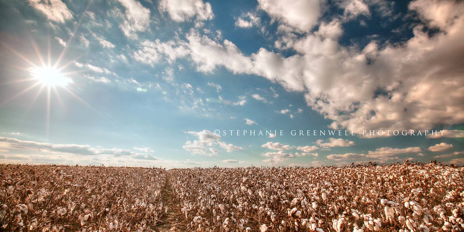 cotton field pemisot county hayti turnage whitener blue sky southeast missouri stephanie greenwell