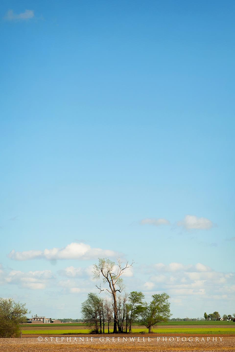 trees pemisot county blue sky clouds hayti caruthersville missouri stephanie greenwell