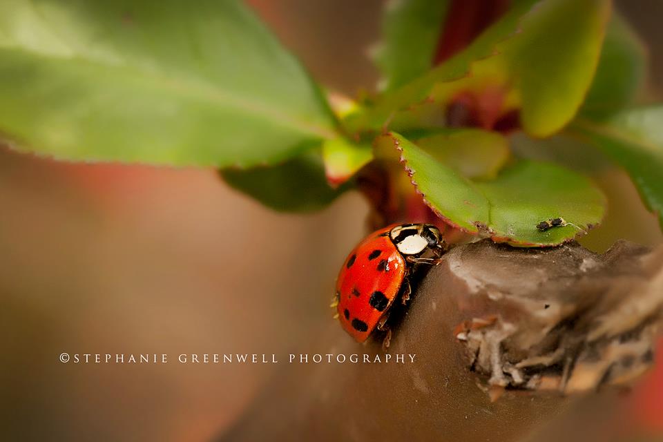 ladybug camelia flower bush spring southeast missouri photographer stephanie greenwell