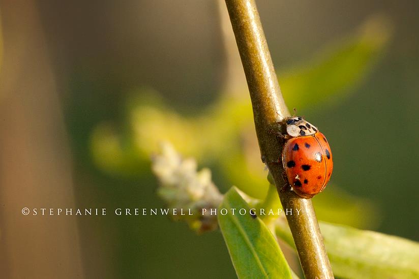 red spotted ladybug macro shot spring southeast missouri photographer stephanie greenwell