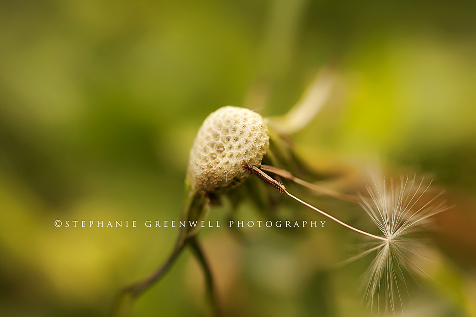 macro photography dandelion southeast missouri photographer stephanie greenwell