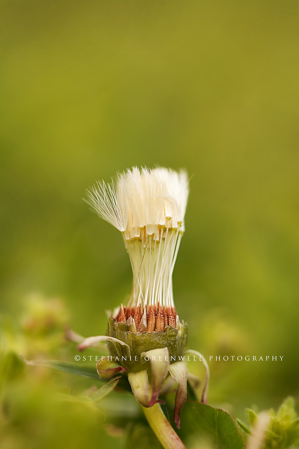 macro photography dandelion southeast missouri photographer stephanie greenwell