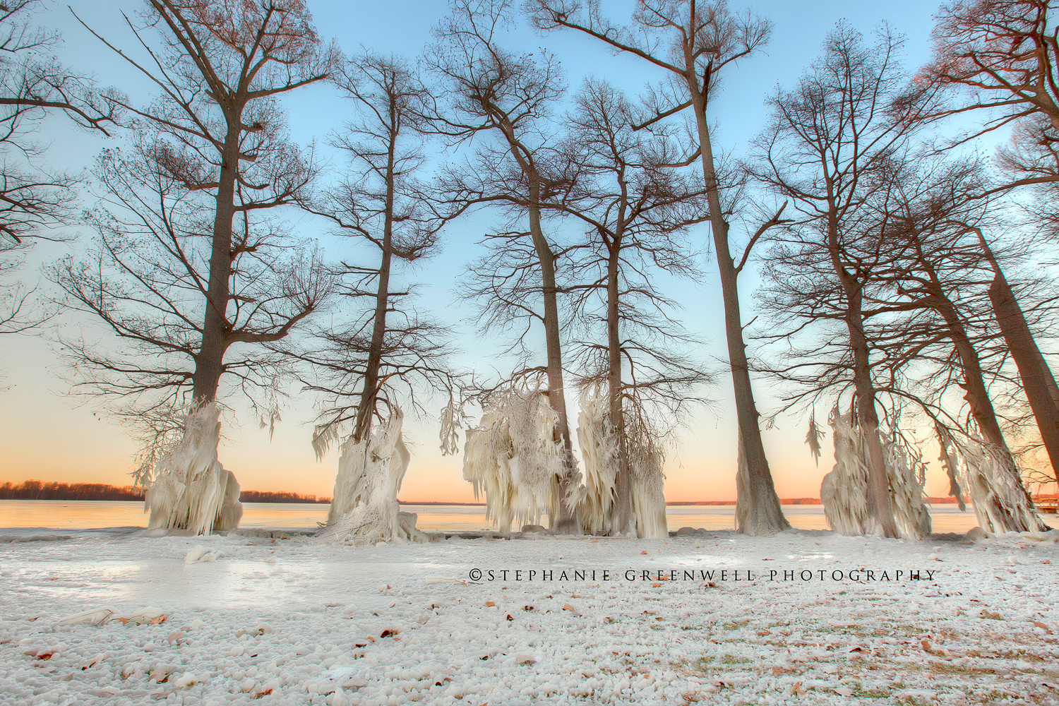 reelfoot lake ice trees winter frozen landscape northwest tennessee photography stephanie greenwell