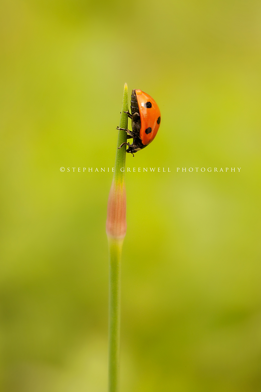 macro photography ladybug evoking you southeast missouri photographer stephanie greenwell