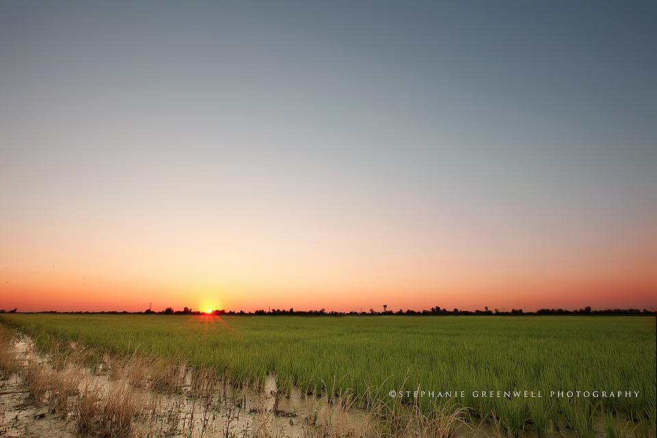 landscape silhouette wardell missouri rice field 16-35 southeast missouri photographer stephanie greenwell