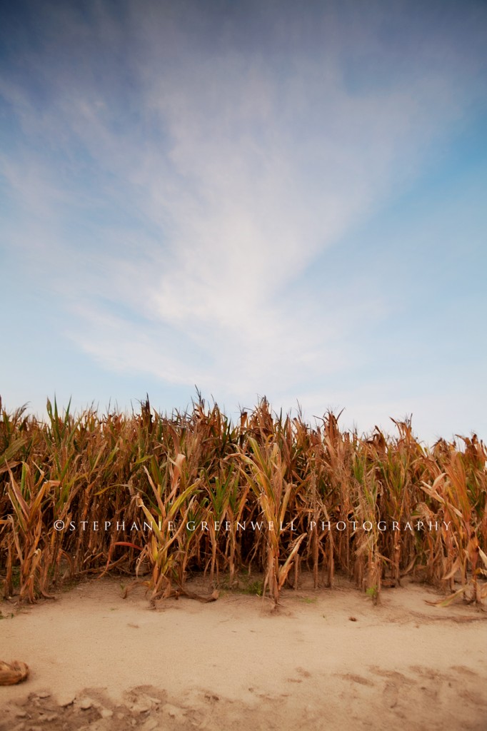 landscape missouri corn field blue sky southeast missouri photographer stephanie greenwell