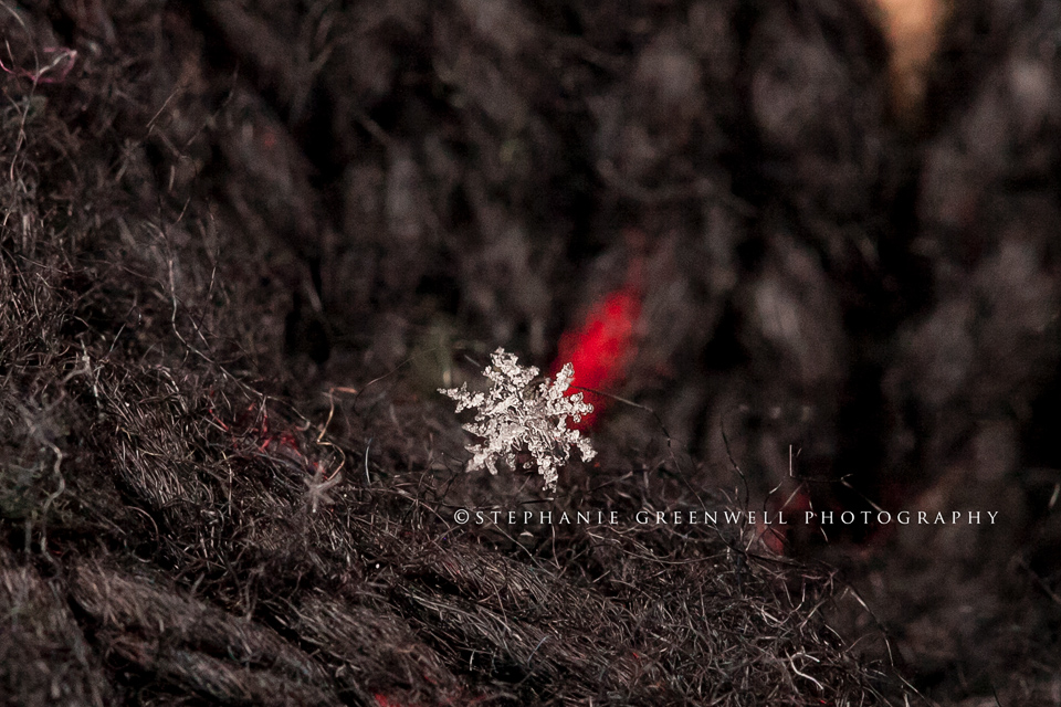 Snowflake Macro photography snow Stephanie Greenwell