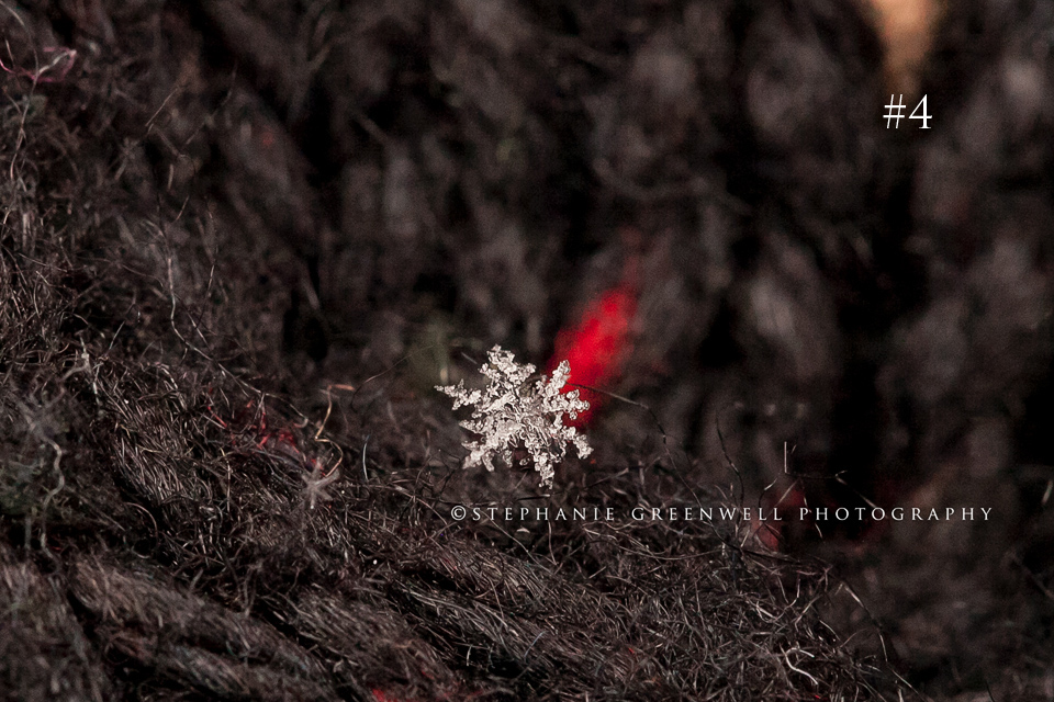 macro snowflake photography stephanie greenwell southeast missouri SEMO