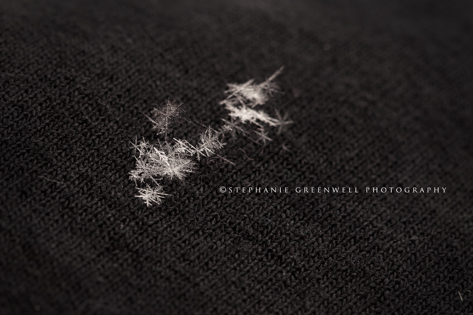 Snowflake Macro photography Stephanie Greenwell Southeast Missouri