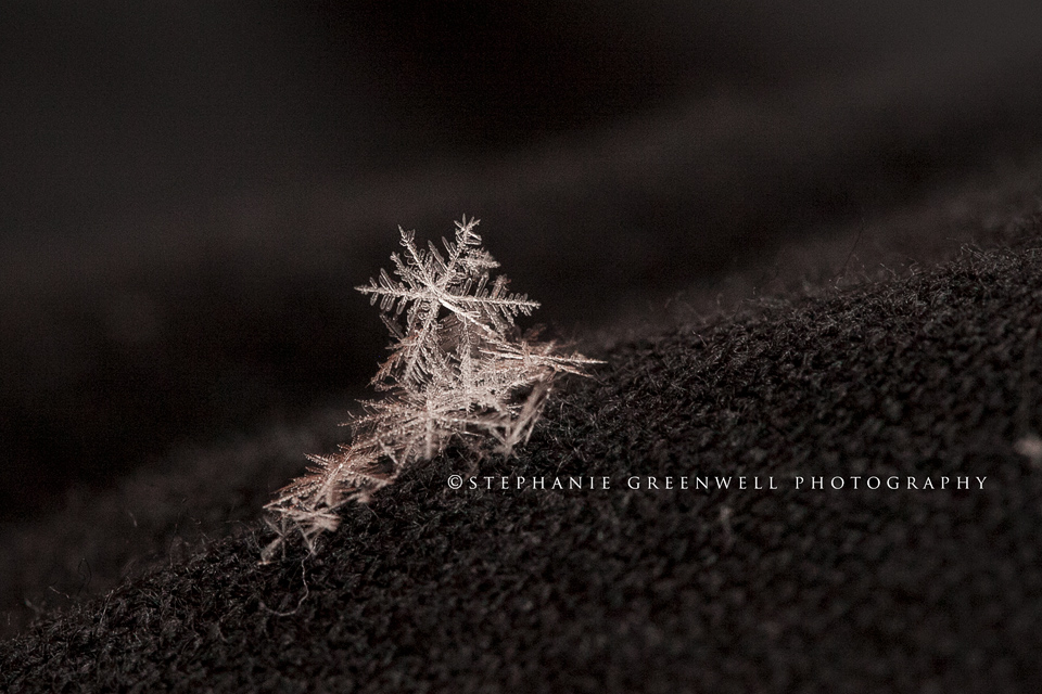 snowflakes macro photography snow stephanie greenwell 