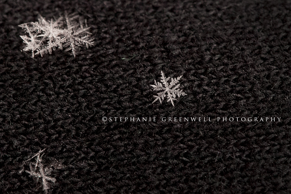 Snowflake Macro photography snow Stephanie Greenwell