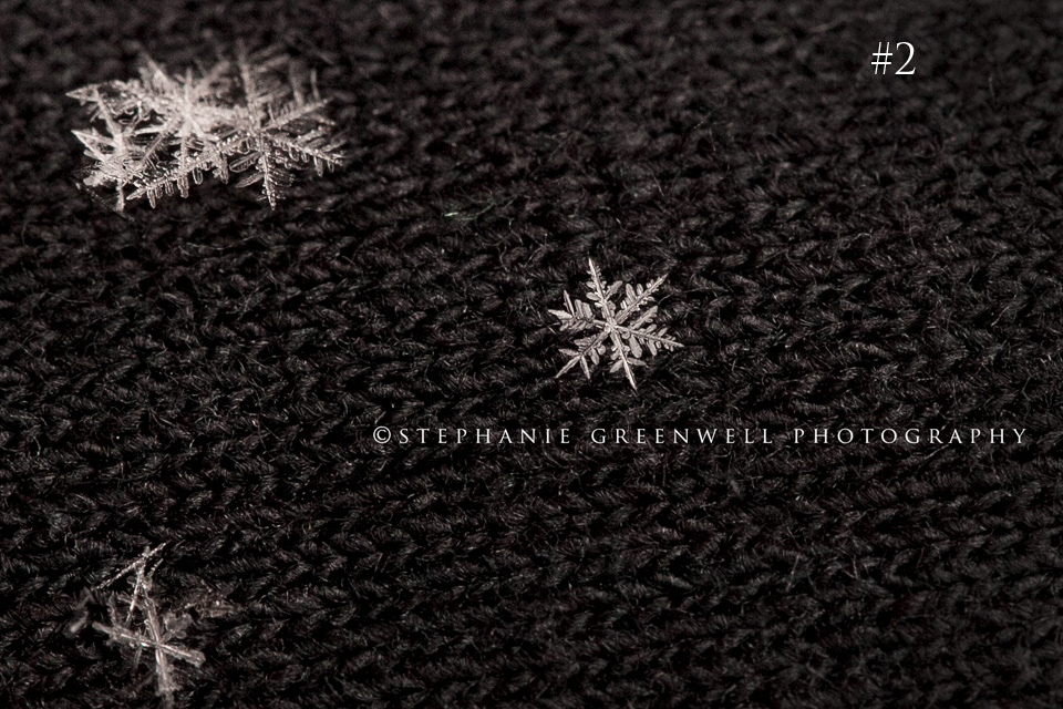 macro snowflake photography stephanie greenwell southeast missouri SEMO