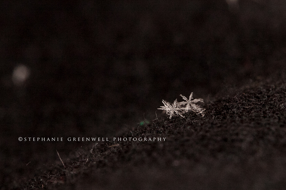 Snowflake Macro photography Stephanie Greenwell Southeast Missouri