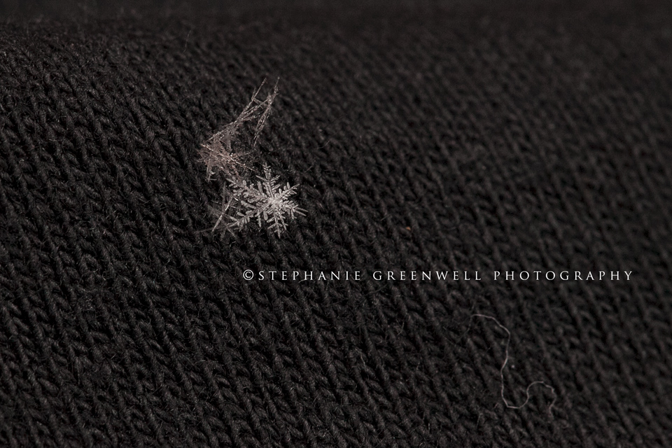 Snowflake Macro photography snow Stephanie Greenwell