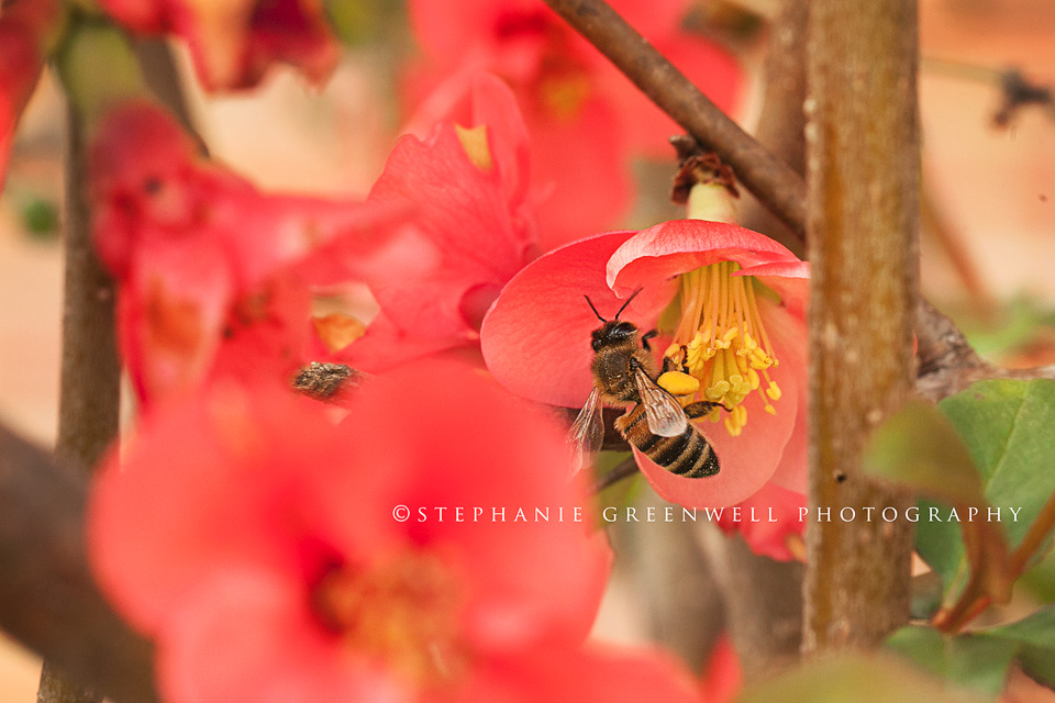 macro photography bee on camelia flower bush southeast missouri photographer stephanie greenwell