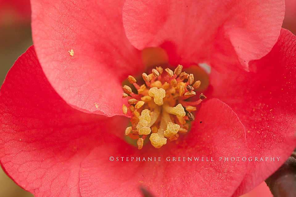 macro photography camelia flower bush southeast missouri photographer stephanie greenwell