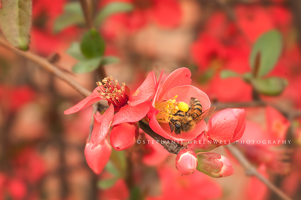 macro photography bee on camelia flower bush southeast missouri photographer stephanie greenwell