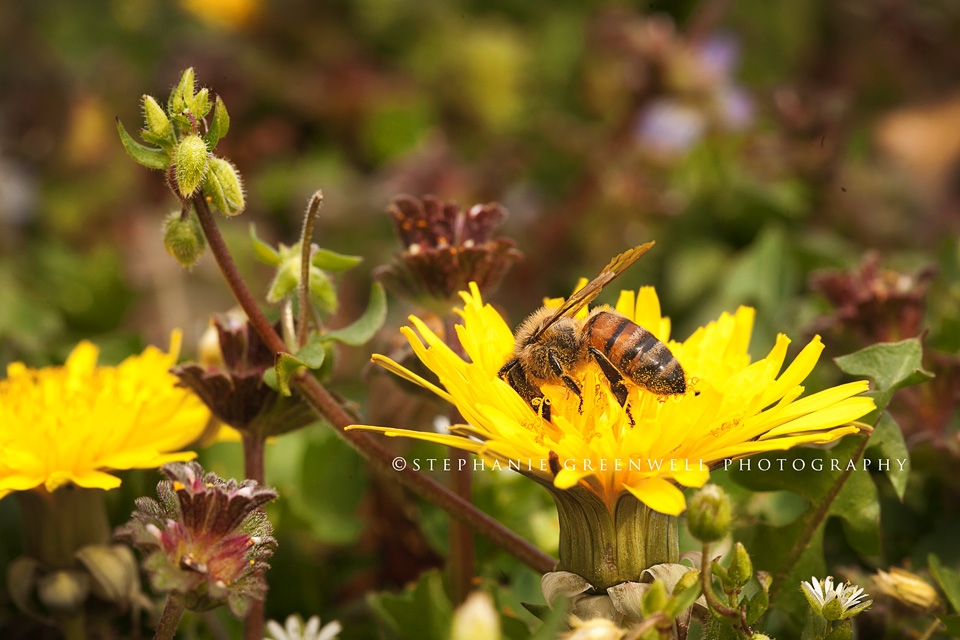 macro photography ladybug on dandelion southeast missouri photographer stephanie greenwell