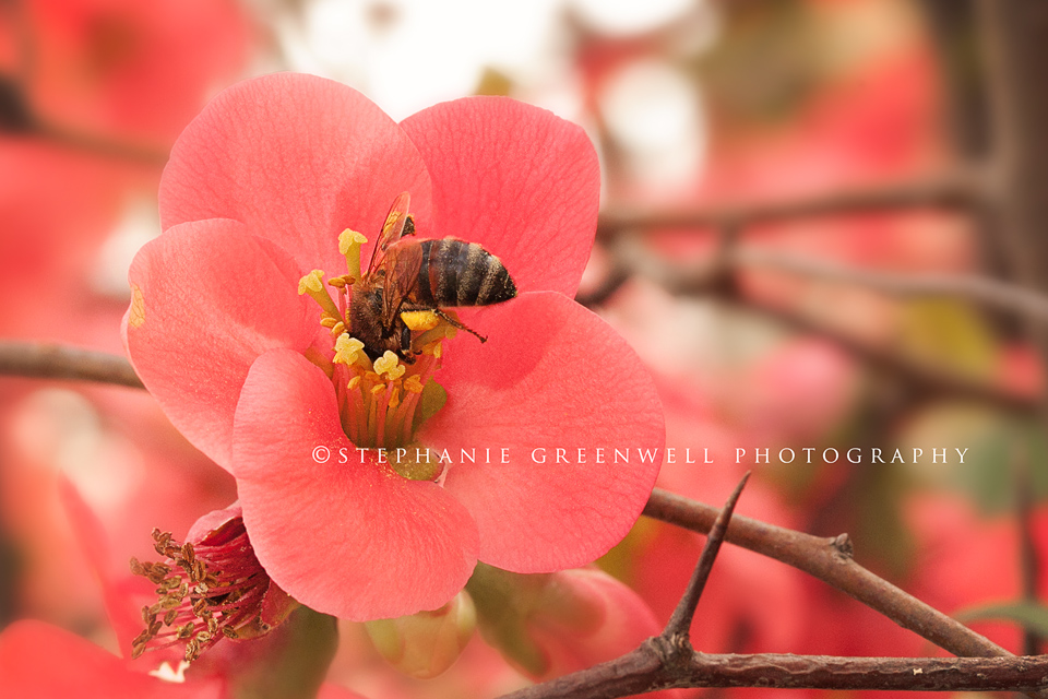 macro photography bee on camelia flower southeast missouri photographer stephanie greenwell