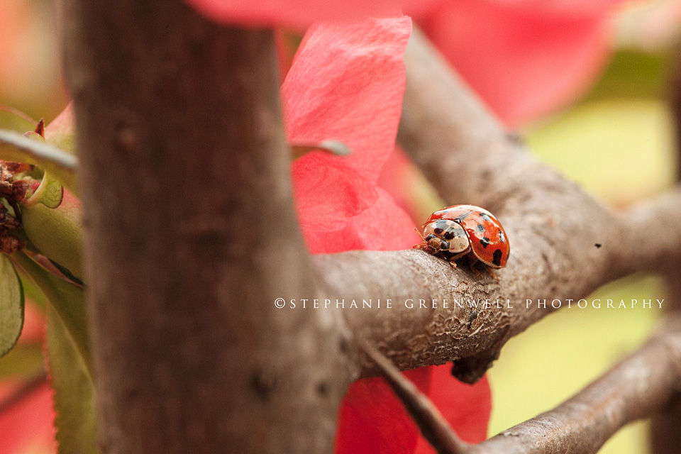 macro photography ladybug on camelia flower bush southeast missouri photographer stephanie greenwell