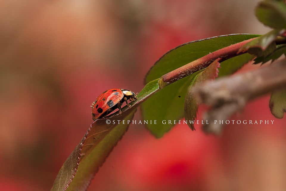 macro photography ladybug on camelia flower bush southeast missouri photographer stephanie greenwell