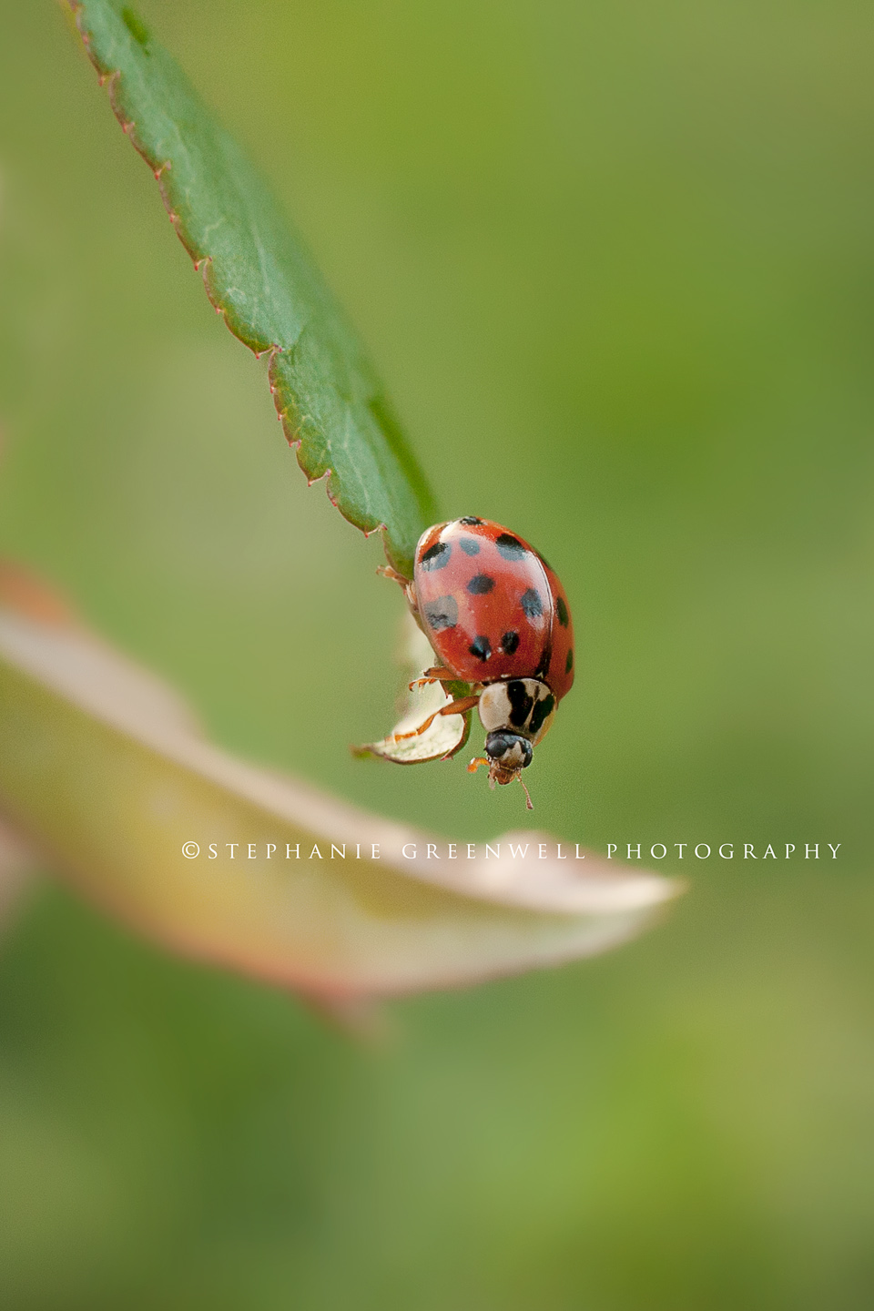 macro photography ladybug shallow dof southeast missouri photographer stephanie greenwell