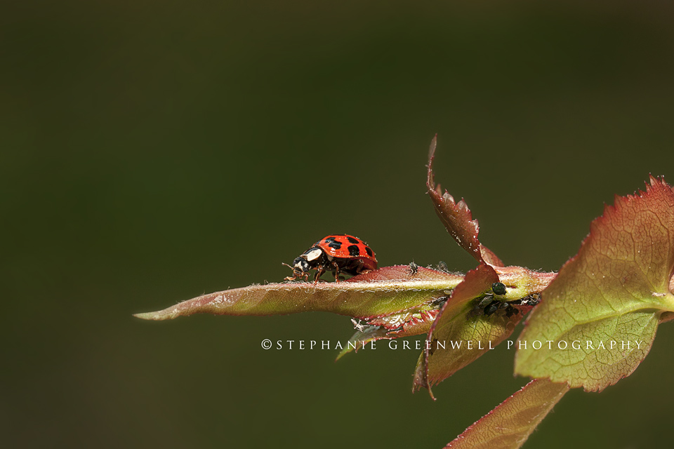 macro photography ladybug aphids southeast missouri photographer stephanie greenwell