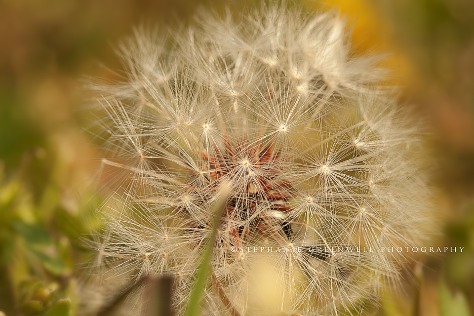 macro photography dandelion southeast missouri photographer stephanie greenwell