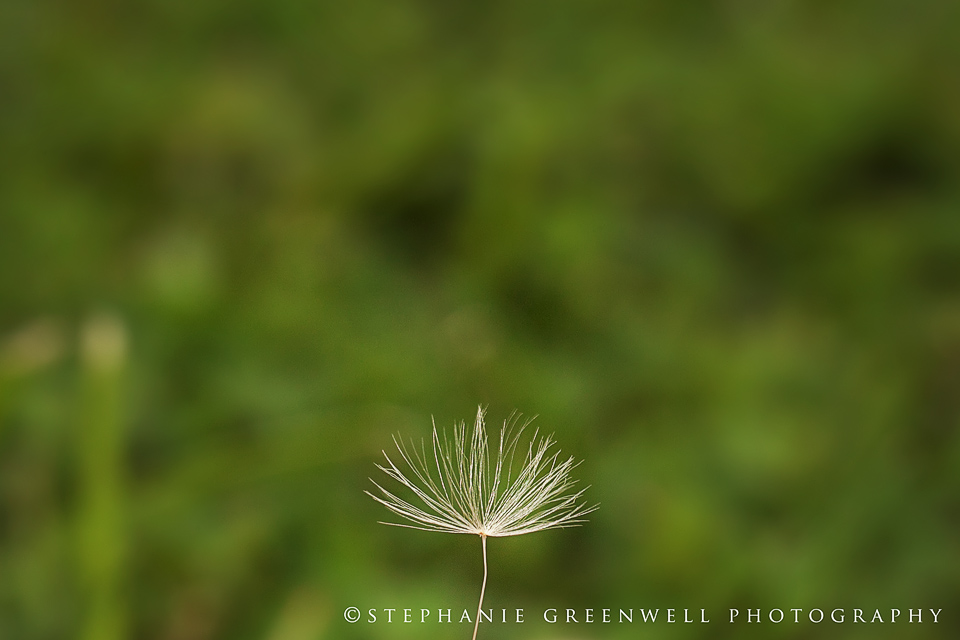 macro photography dandelion southeast missouri photographer stephanie greenwell