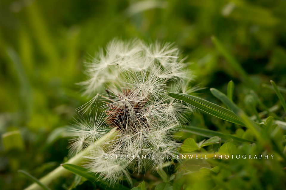 macro photography dandelion southeast missouri photographer stephanie greenwell