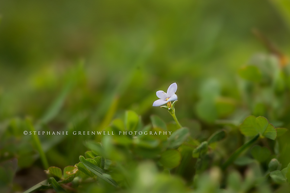 macro photography purple flower southeast missouri photographer stephanie greenwell