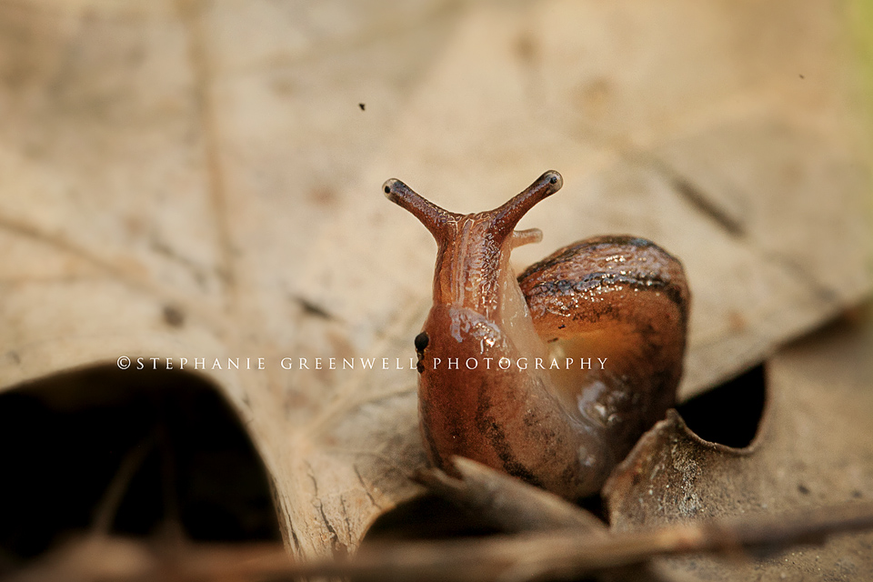 macro photography snail slug southeast missouri photographer stephanie greenwell