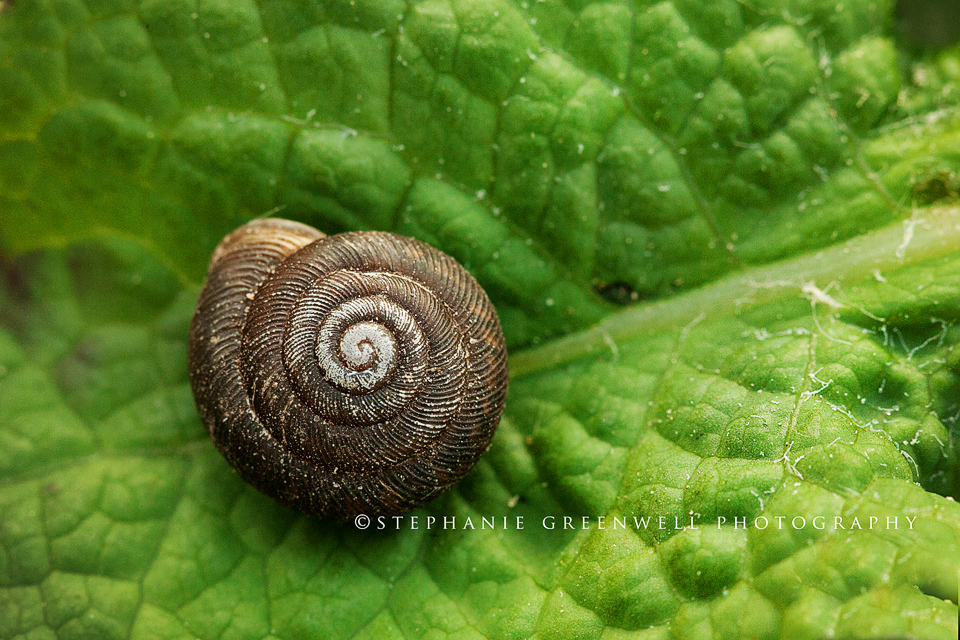 macro photography shell snail slug southeast missouri photographer stephanie greenwell