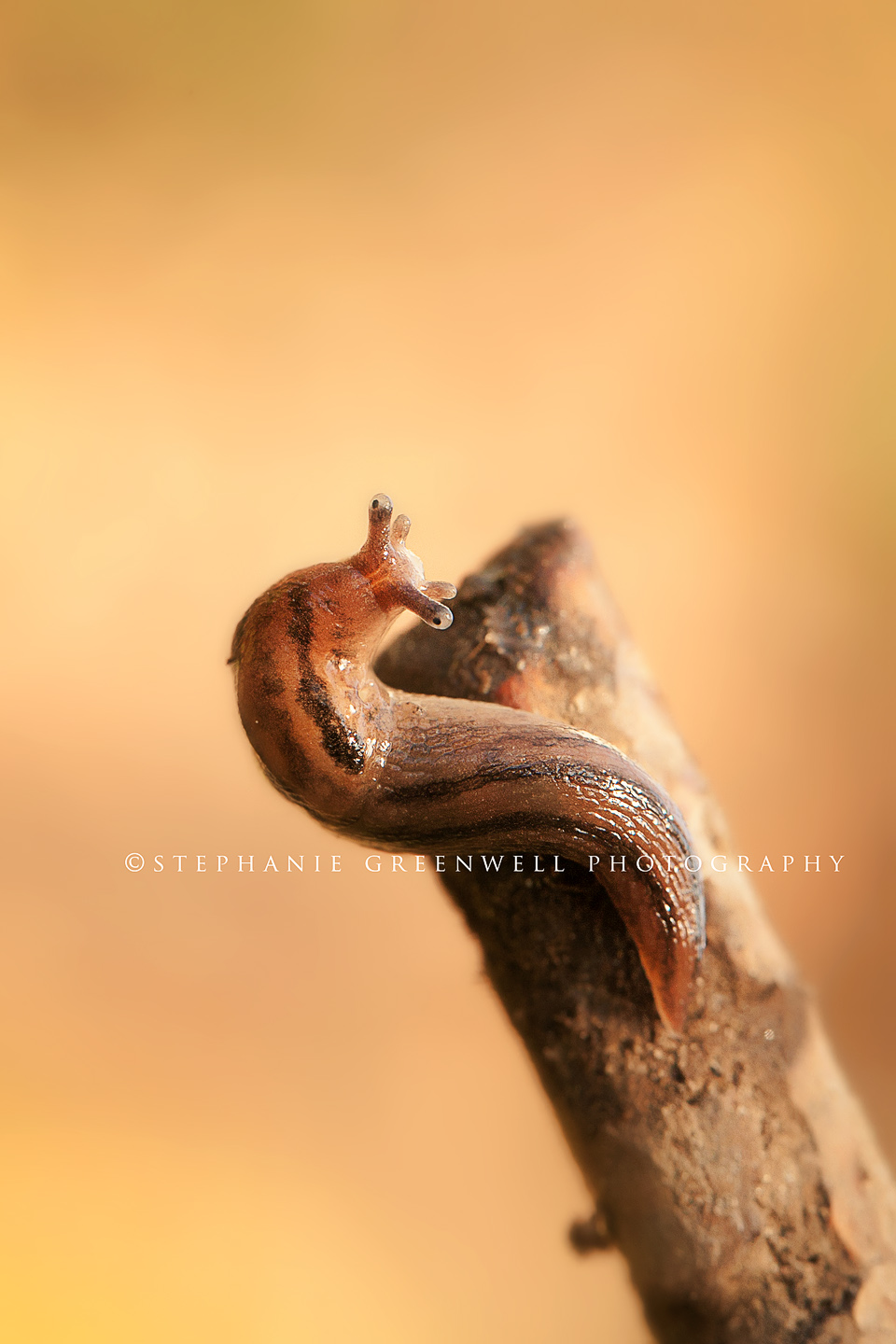 macro photography snail slug southeast missouri photographer stephanie greenwell