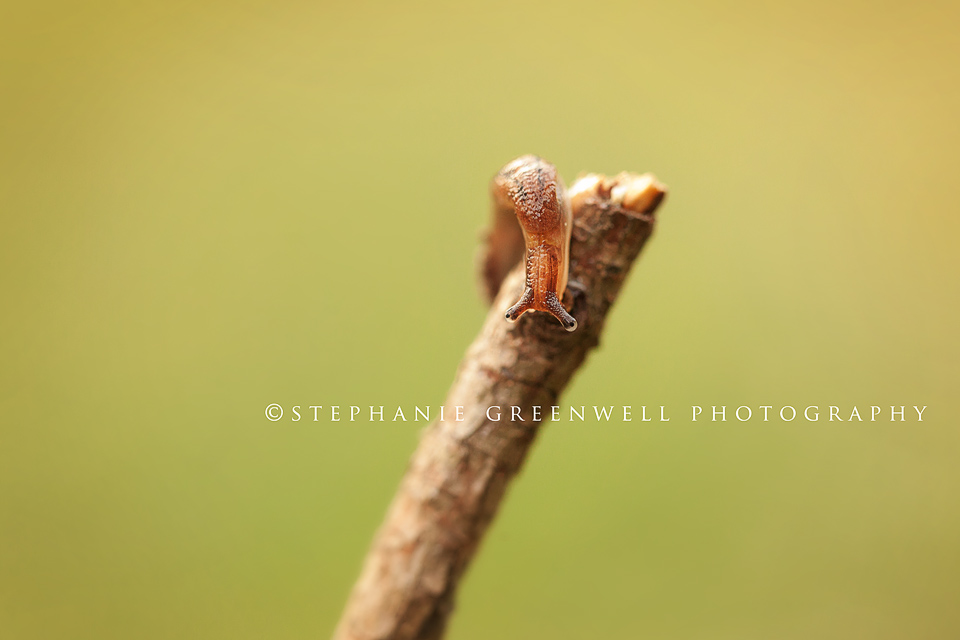 macro photography snail slug southeast missouri photographer stephanie greenwell