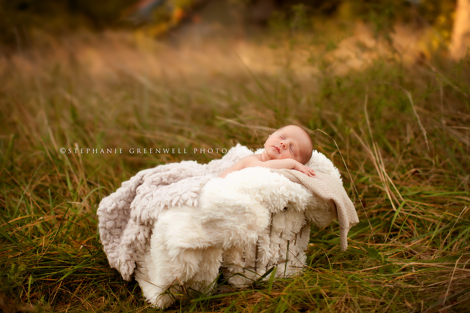 newborn in a field forest baby in basket southeast missouri photographer stephanie greenwell