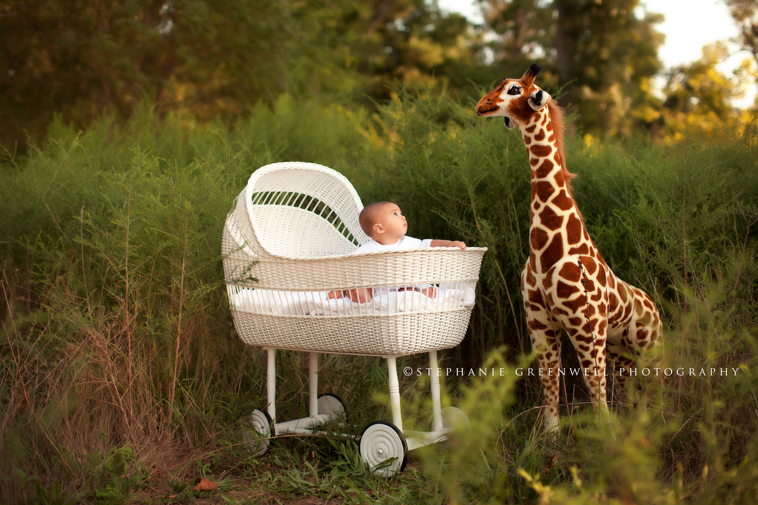 baby boy in bassinet stuffed giraffe in forest southeast missouri photographer stephanie greenwell