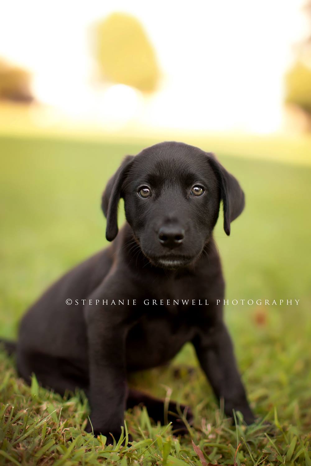 drake the dog stephanie greenwell southeast missouri photography black lab puppy